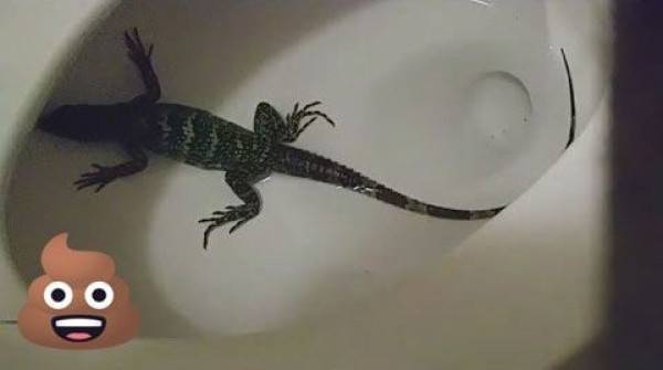 Foto toilet dikunjungi hewan aneh ini bikin mules jadi hilang